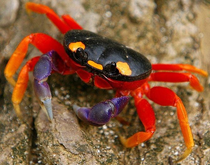 Halloween Crab Squishy