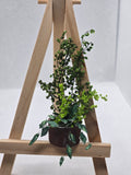 Miniature Pothos Potted Plant