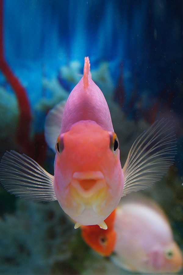 Pink Fish