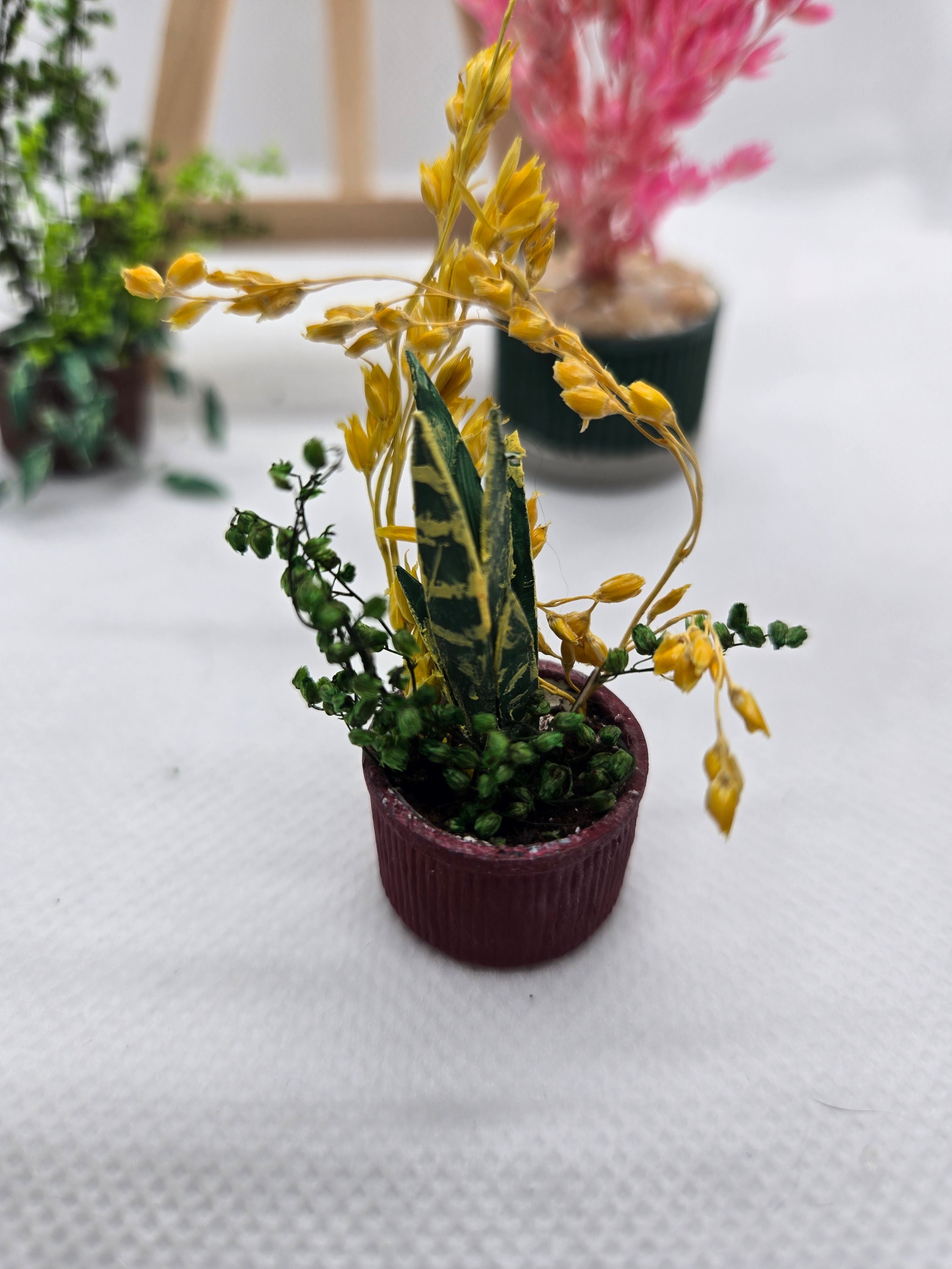 Miniature Snake Plant Potted Houseplant